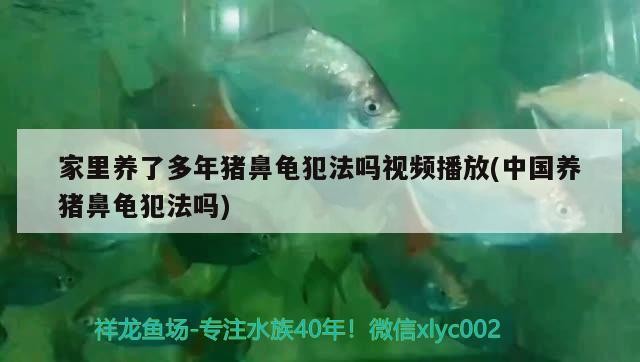 家里養了多年豬鼻龜犯法嗎視頻播放(中國養豬鼻龜犯法嗎) 家里養了多年豬鼻龜犯法嗎視頻播放(中國養豬鼻龜犯法嗎) 豬鼻龜百科