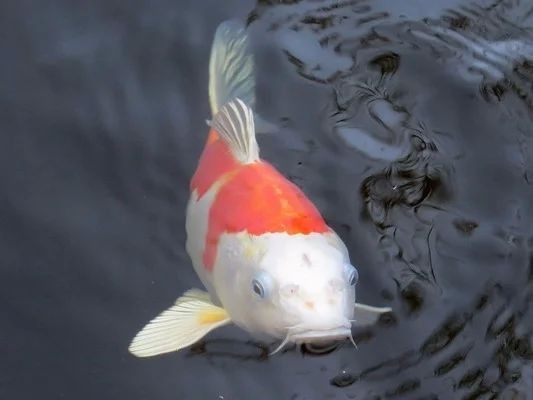 龍魚撞掉鱗片需要下藥嗎？vs祥龍魚場：龍魚鱗片脫落原因