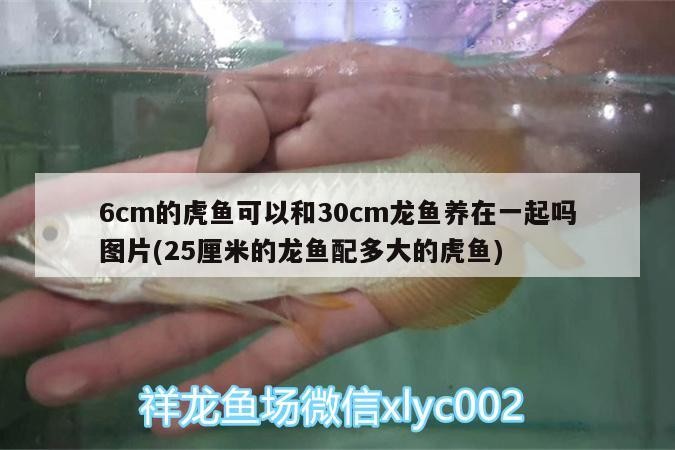 6cm的虎魚可以和30cm龍魚養在一起嗎圖片(25厘米的龍魚配多大的虎魚)
