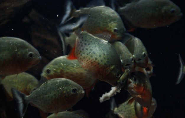 不需要打理的魚缸魚能活嗎：魚缸如果不進行打理，可能會導致以下問題