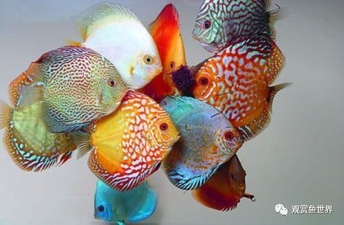 不需要打理的魚缸魚能活嗎：魚缸如果不進行打理，可能會導致以下問題
