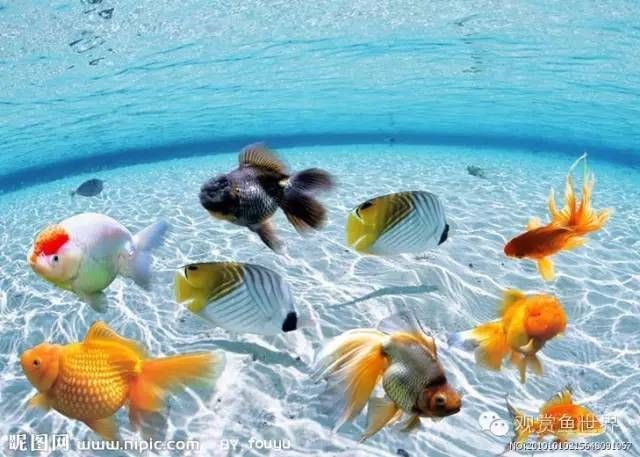 不需要打理的魚缸魚能活嗎：魚缸如果不進行打理，可能會導致以下問題
