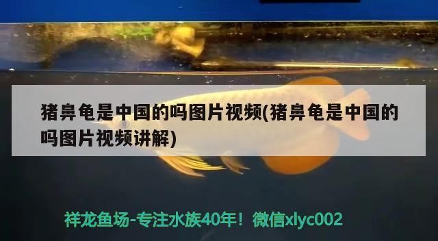 豬鼻龜是中國(guó)的嗎圖片視頻(豬鼻龜是中國(guó)的嗎圖片視頻講解)