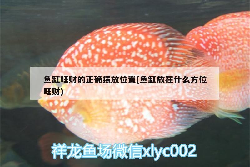 魚缸旺財的正確擺放位置(魚缸放在什么方位旺財)