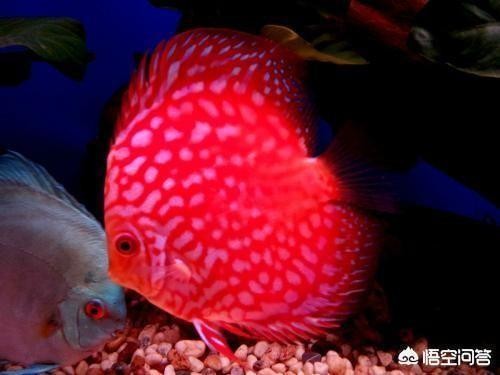 辛集市玉薇水族館（辛集市玉薇水族館電話）