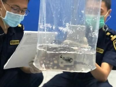 魟魚怎么看品質(zhì)：判斷魟魚品質(zhì)的關(guān)鍵在于性別、外觀檢查、水質(zhì)要求