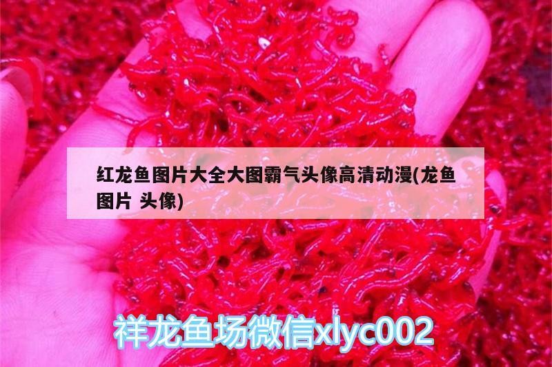 錦江區新豐魚缸魚具店