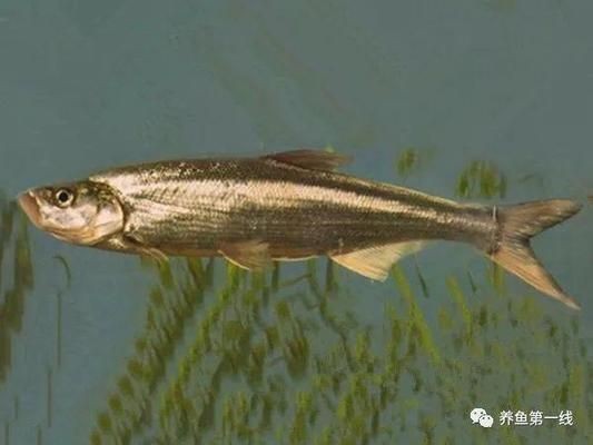 魟魚撅嘴弓身翹尾：魟魚撅嘴弓身翹尾可能是它們的正常行為之一[需手動填充]魚撅嘴弓身翹尾