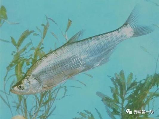 魟魚撅嘴弓身翹尾：魟魚撅嘴弓身翹尾可能是它們的正常行為之一[需手動填充]魚撅嘴弓身翹尾