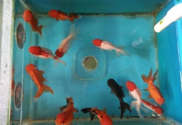 虎頭金魚一年能長多大，虎頭金魚的飼養技巧：虎頭金魚一年能長多大 虎頭金魚一年能長多大，虎頭金魚的飼養技巧：虎頭金魚一年能長多大 虎魚百科 第1張