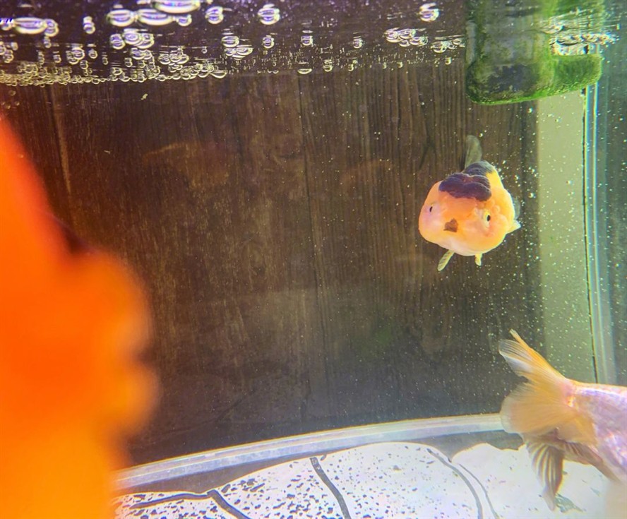 虎頭金魚一年能長多大，虎頭金魚的飼養技巧：虎頭金魚一年能長多大 虎頭金魚一年能長多大，虎頭金魚的飼養技巧：虎頭金魚一年能長多大 虎魚百科 第2張