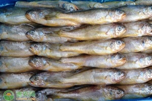 100種常見魚類大全