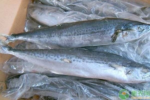 100種常見魚類大全