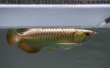龍躉魚念bo還是bai