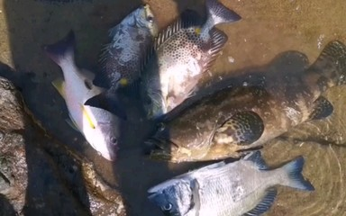 龍躉魚念bo還是bai