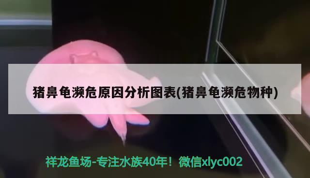 豬鼻龜瀕危原因分析圖表(豬鼻龜瀕危物種)