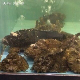 虎魚是深海魚嗎？：虎魚是深海魚嗎虎魚是深海魚嗎