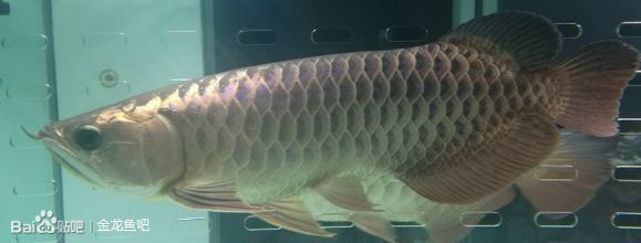 龍魚身上有一層白膜vs祥龍魚場：如何預防龍魚長白膜