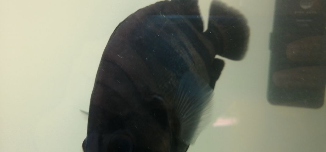 虎魚(yú)身上起白膜什么原因圖片：虎魚(yú)身上出現(xiàn)白膜是由于幾種不同的原因引起的，需要及時(shí)隔離并治療