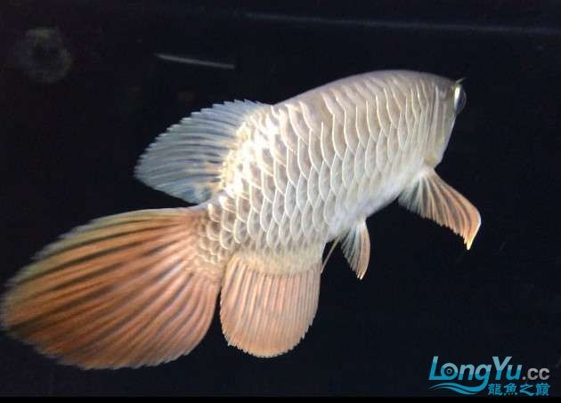 金龍魚藍(lán)底金底哪個(gè)好