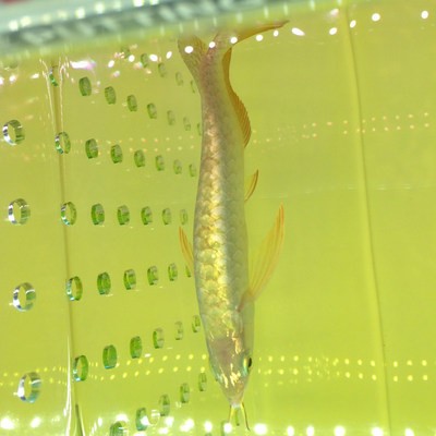 金龍魚藍(lán)底金底哪個(gè)好
