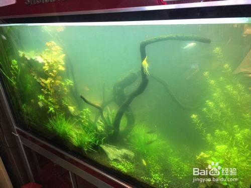 海拉爾區(qū)鑫想紅魚館（海拉爾鑫河灣小區(qū)照片）