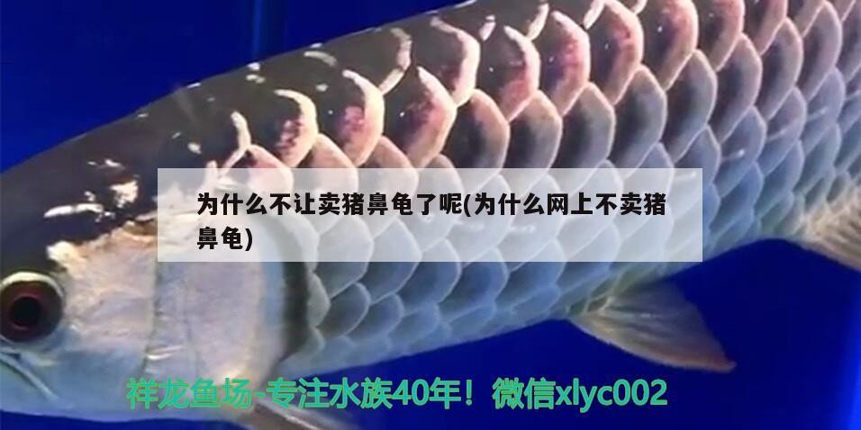 為什么不讓賣豬鼻龜了呢(為什么網上不賣豬鼻龜)
