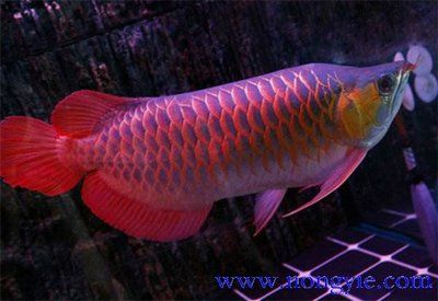 紅龍魚魚苗多少錢一條：紅龍魚魚苗價格受多種因素影響
