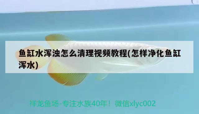 魚缸水渾濁怎么清理視頻教程(怎樣凈化魚缸渾水)