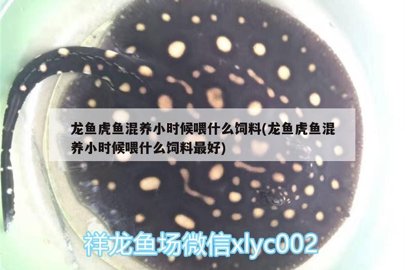 龍魚虎魚混養小時候喂什么飼料(龍魚虎魚混養小時候喂什么飼料最好)