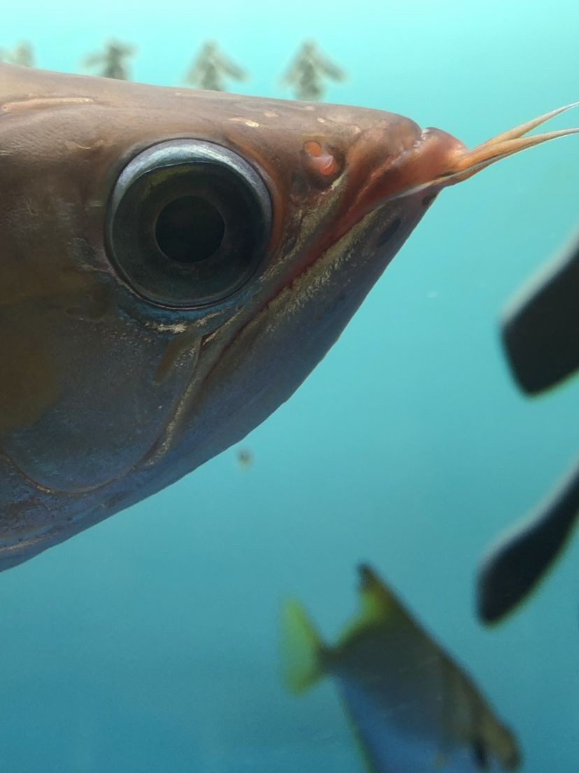 西安經(jīng)濟(jì)技術(shù)開(kāi)發(fā)區(qū)魚(yú)樂(lè)時(shí)代水族用品店