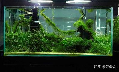 東面放魚缸好不好呀：東面擺放魚缸有什么風水禁忌？