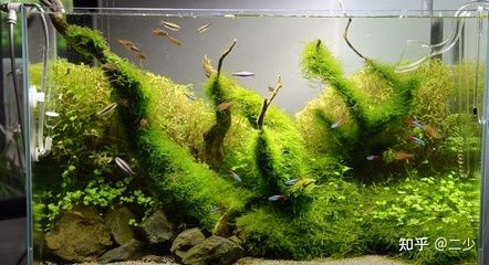 東面放魚缸好不好呀：東面擺放魚缸有什么風水禁忌？