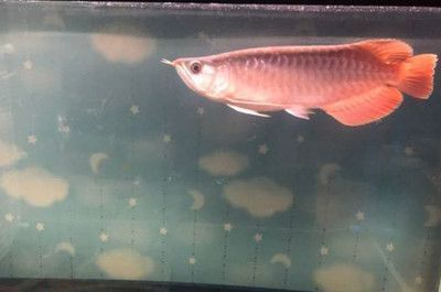 養紅龍魚的最佳溫度和時間：養紅龍魚的最佳溫度和時間是關鍵因素適宜的水溫范圍
