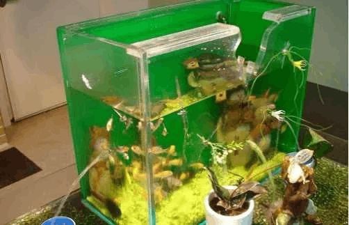 壁虎放魚缸里可以嗎？：壁虎與魚的關系