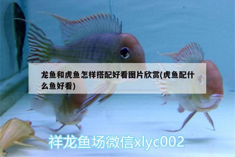 龍魚和虎魚怎樣搭配好看圖片欣賞(虎魚配什么魚好看)