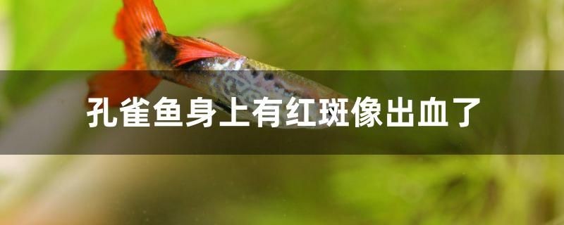 魚缸用增氧泵價(jià)格是多少:魚缸增氧機(jī)-xtrac增氧機(jī)-xtrac增氧機(jī) 孔雀魚為什么身上有紅斑像出血了 金龍魚百科 孔雀魚為什么身上有紅斑像出血了 孔雀魚為什么身上有紅斑像出血了 金龍魚百科