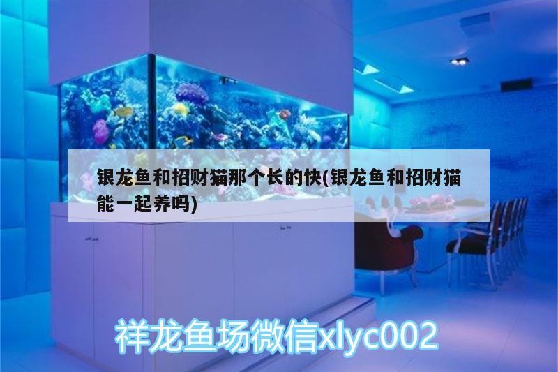 銀龍魚和招財貓那個長的快(銀龍魚和招財貓能一起養(yǎng)嗎)