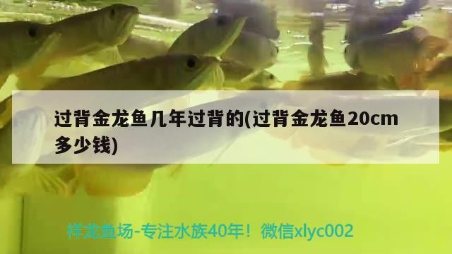 過背金龍魚幾年過背的(過背金龍魚20cm多少錢)