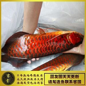 紅龍魚繁殖力和大口鱸魚哪個強：大口鱸魚繁殖季節特點,紅龍魚繁殖周期多長,大口鱸魚繁殖次數頻率