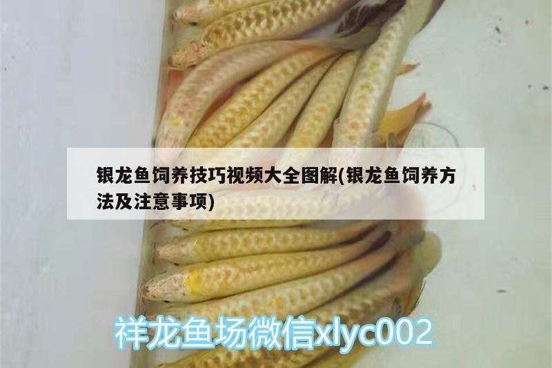 銀龍魚飼養技巧視頻大全圖解(銀龍魚飼養方法及注意事項)