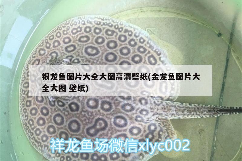 銀龍魚圖片大全大圖高清壁紙(金龍魚圖片大全大圖壁紙)