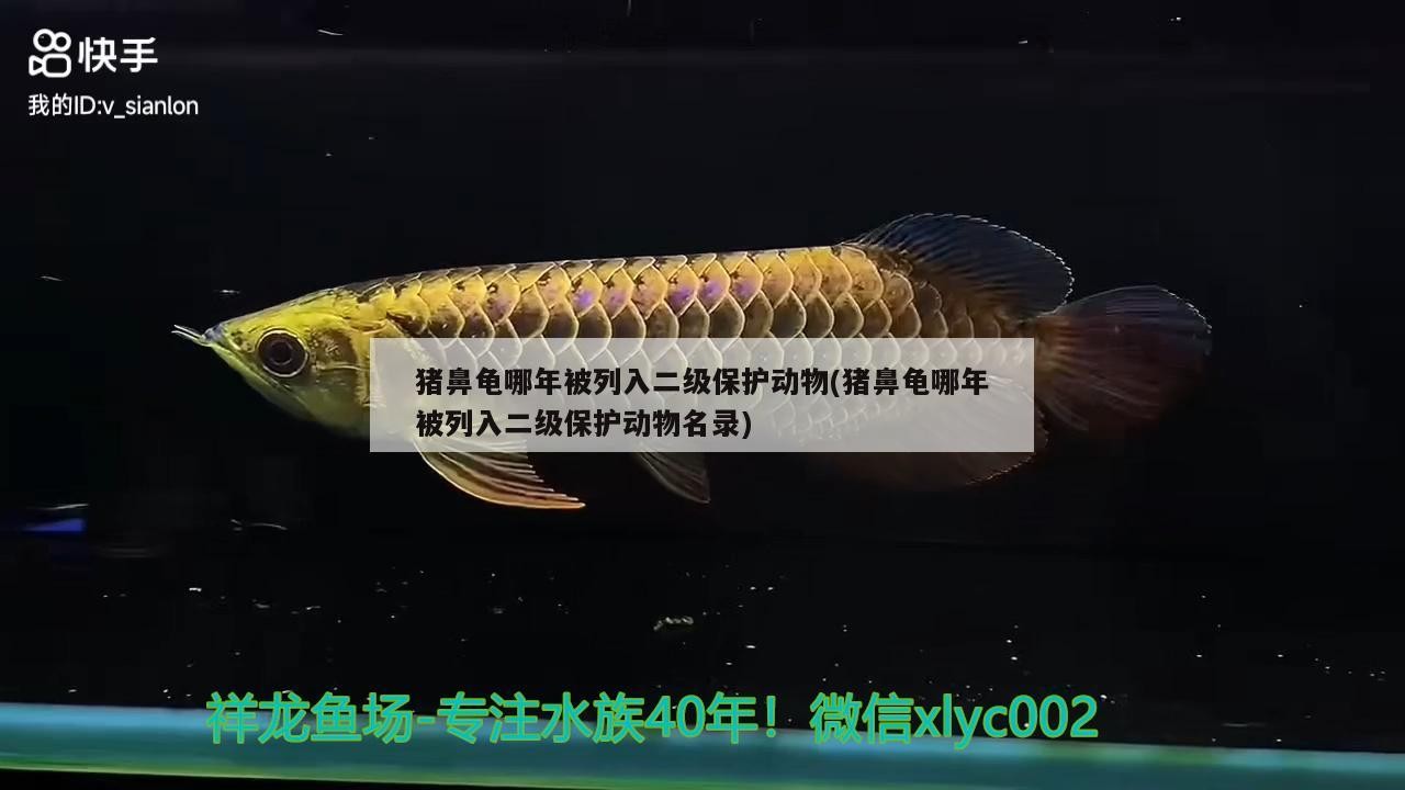 豬鼻龜哪年被列入二級保護動物(豬鼻龜哪年被列入二級保護動物名錄)