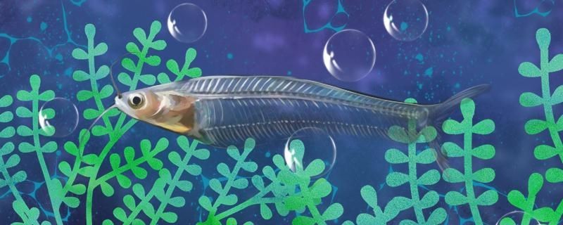 玻璃貓魚吃小魚嗎還吃什么