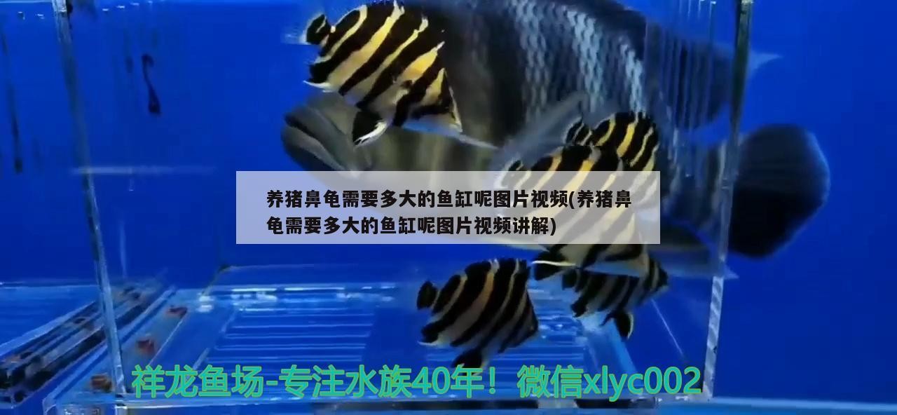 養豬鼻龜需要多大的魚缸呢圖片視頻(養豬鼻龜需要多大的魚缸呢圖片視頻講解)
