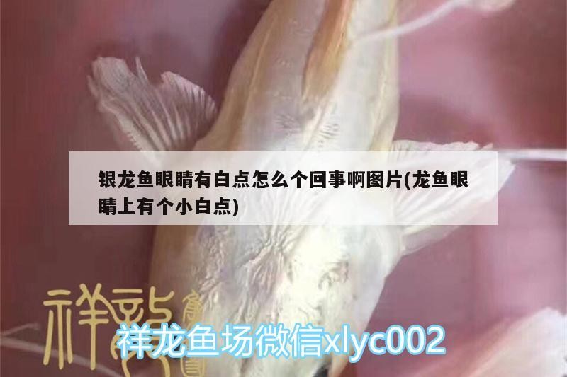 銀龍魚眼睛有白點怎么個回事啊圖片(龍魚眼睛上有個小白點)