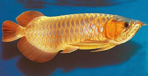 龍魚炸麟治療vs祥龍魚場：祥龍魚場口碑評價