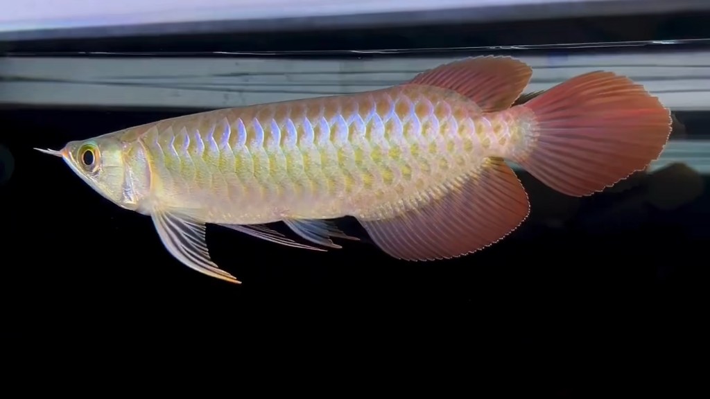 平頂山紅龍魚價格2688貴嗎？