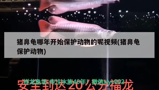 豬鼻龜哪年開始保護(hù)動(dòng)物的呢視頻(豬鼻龜保護(hù)動(dòng)物) 豬鼻龜哪年開始保護(hù)動(dòng)物的呢視頻(豬鼻龜保護(hù)動(dòng)物) 豬鼻龜百科