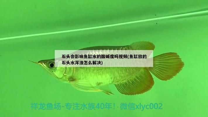 龍魚(yú)魚(yú)缸ph值多少算正常范圍vs祥龍魚(yú)場(chǎng):祥龍魚(yú)場(chǎng)的評(píng)價(jià)如何 vs祥龍魚(yú)場(chǎng) 第3張 龍魚(yú)魚(yú)缸ph值多少算正常范圍vs祥龍魚(yú)場(chǎng):祥龍魚(yú)場(chǎng)的評(píng)價(jià)如何 龍魚(yú)魚(yú)缸ph值多少算正常范圍vs祥龍魚(yú)場(chǎng):祥龍魚(yú)場(chǎng)的評(píng)價(jià)如何 vs祥龍魚(yú)場(chǎng) 第3張